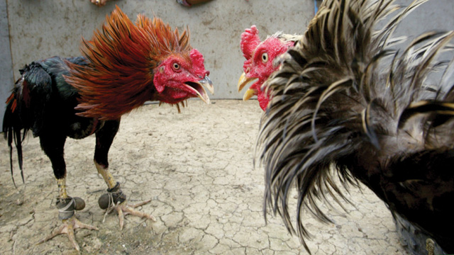 Keuntungan Yang Bisa Didapatkan Dari Sabung Ayam Online